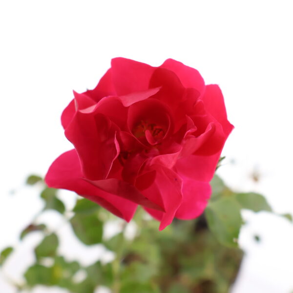 Pinnakatteroos 'Hotline' P17