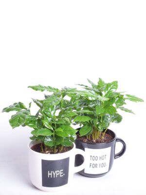 Araabia kohvipuu P12 sõnumiga kohvitassis