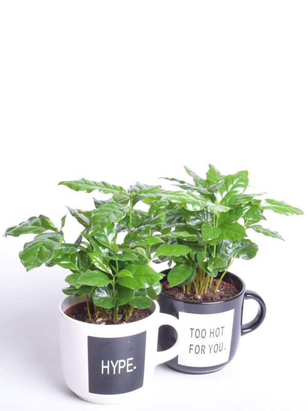 Araabia kohvipuu P12 sõnumiga kohvitassis