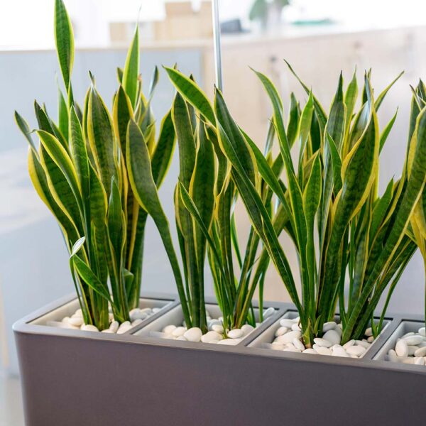 Dekoratiivkivid S plastikust 50x25cm hall