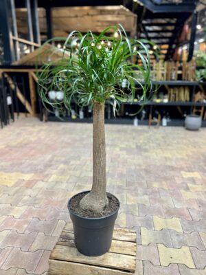 Käändnoliina (bokarna) P27 70cm 1 tüvi