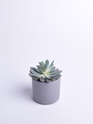 Tüsik ‘Draco’ P10,5 15cm