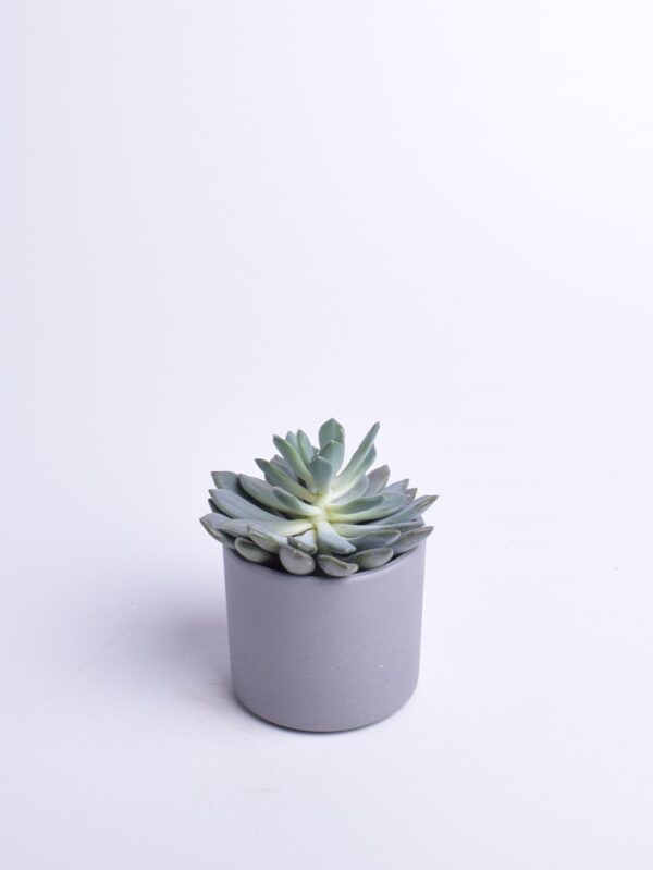 Tüsik 'Draco' P10,5 15cm