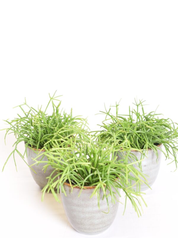 Niitjas helmekaktus 'Oasis' P5,5