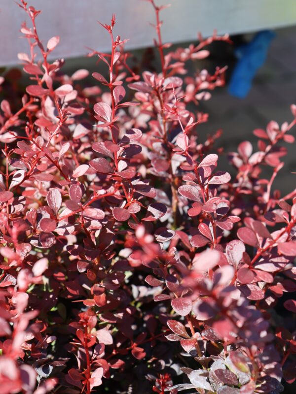 Thunbergi kukerpuu 'Bagatelle' P19