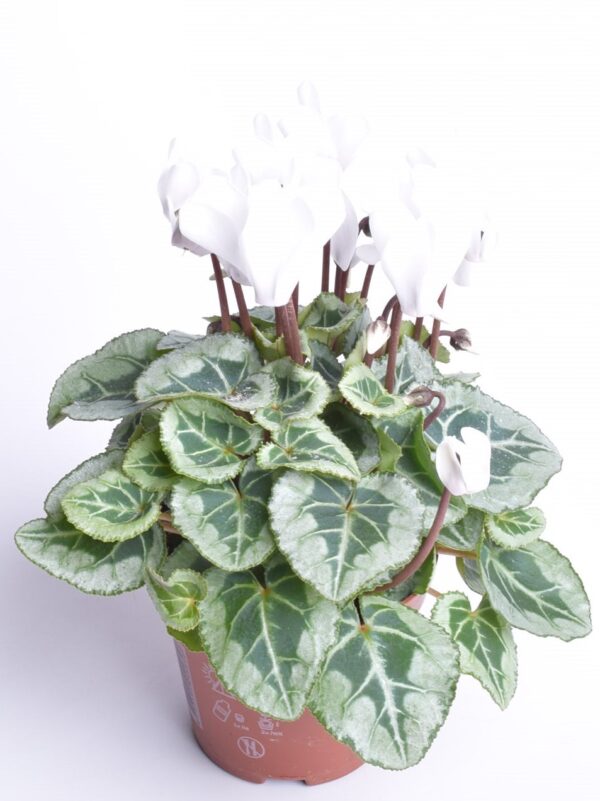 Alpikann P9 erinevad