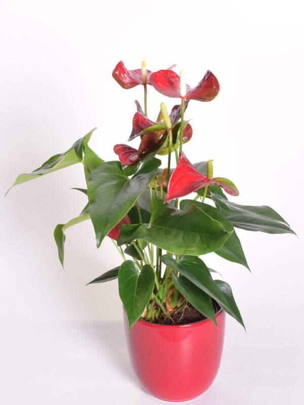 Flamingolill 'Karma Red' P12