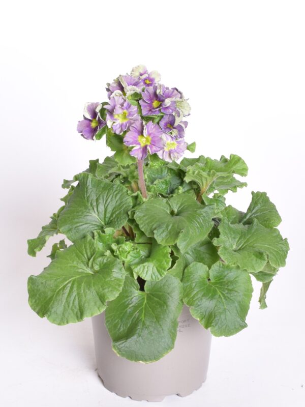 Kuhikpriimula P12 erinevad