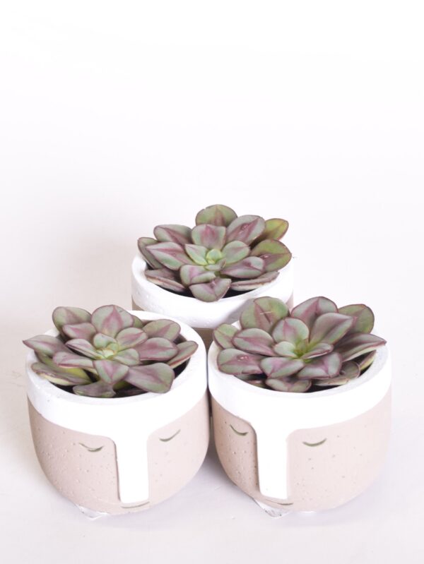 Soomuslehik 'Benitsukasa' P6