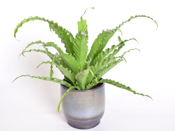 Antiik-raunjalg 'Osaka' P17 35cm