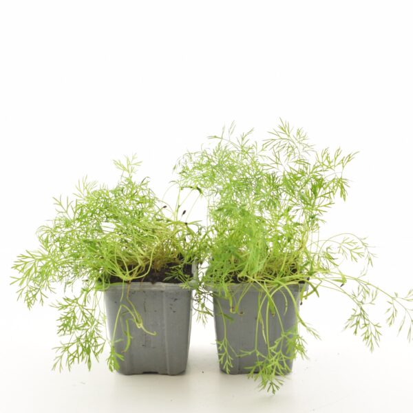 Aedtill P8 Eestis kasvatatud