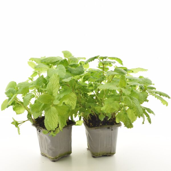 Sidrunmeliss P8 Eestis kasvatatud