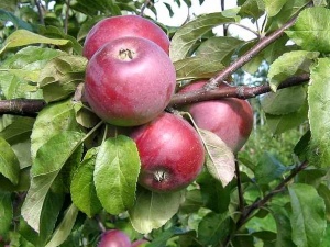 Taliõunapuu ‘Alesja’