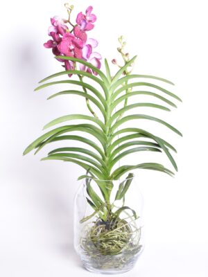 Vanda hübriid 90cm rippuv