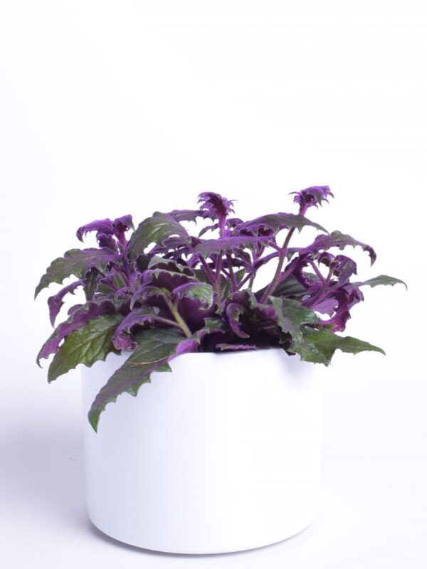 Jaava sametlehik P12