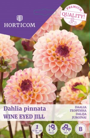 Daalia ‘Wine Eyed Jill’ 1tk