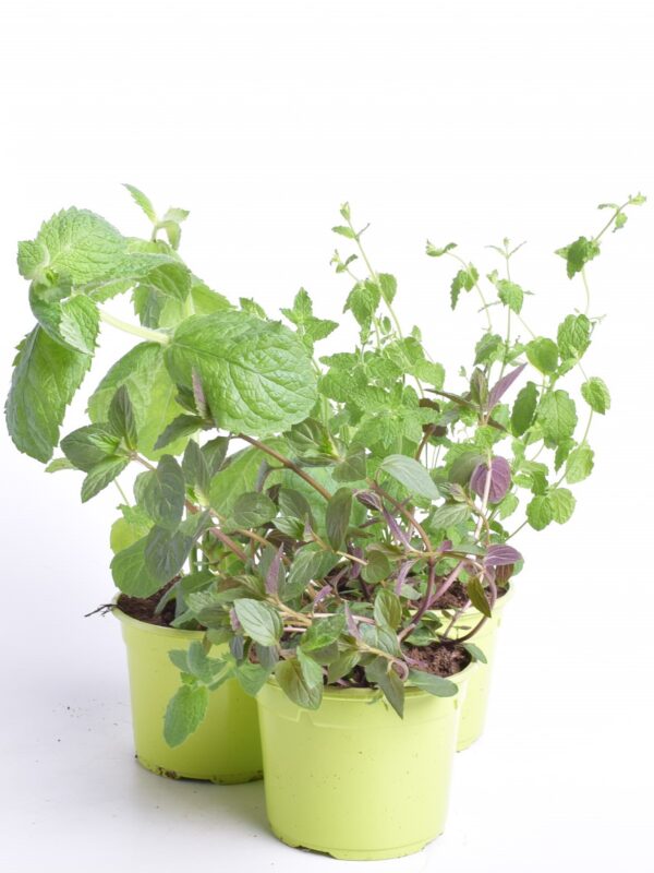 Münt P12 erinevad /Eestis kasvatatud