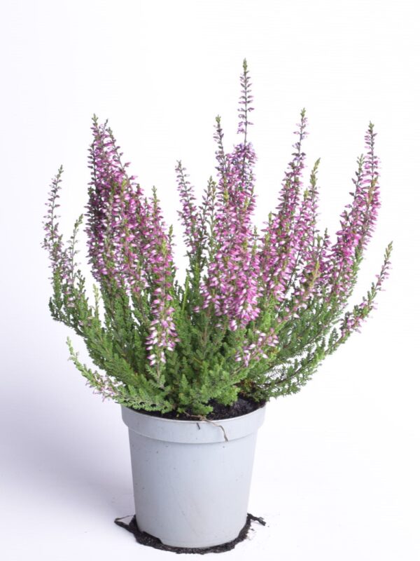 Kanarbik P9/P10 erinevad