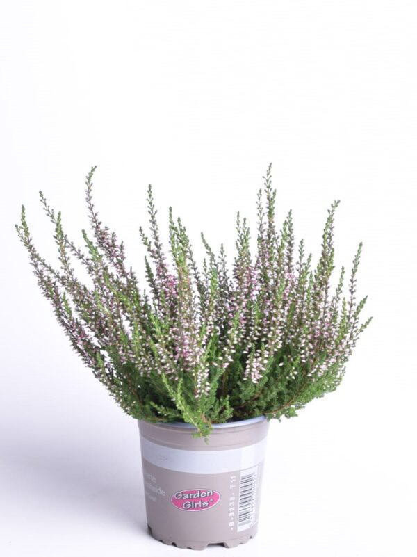 Kanarbik P11/P12 erinevad