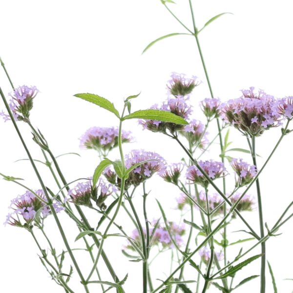 Argentiina raudürt 'Lollipop' P17