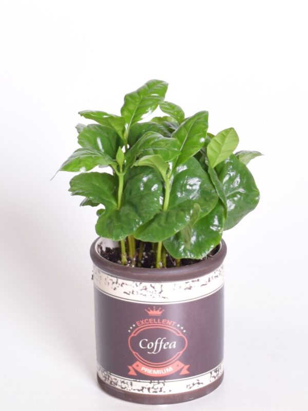 Araabia kohvipuu P9 ümbrispotis