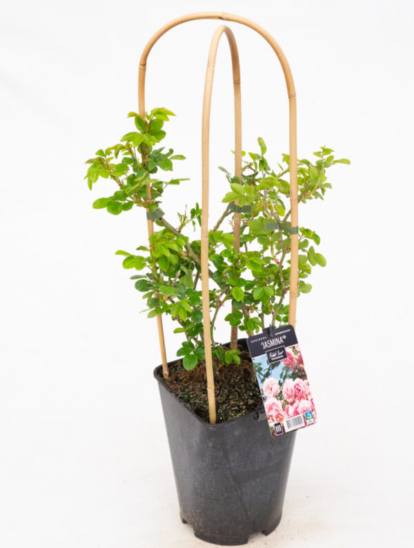 Roniroos 'Jasmina' P21 Eestis kasvatatud