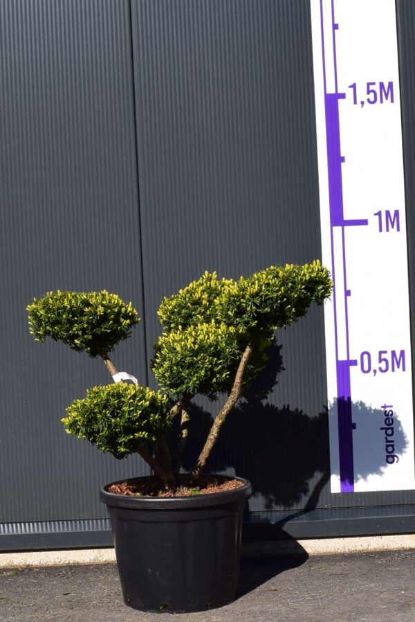 Värd-jugapuu ‘Farmen’ bonsai P45 60-80cm