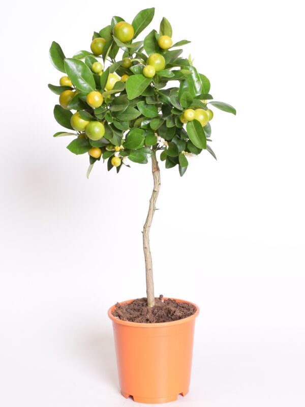 Kalamondiinipuu 'Oriana' P15 35cm tüvel
