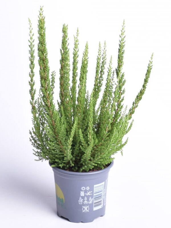 Kanarbik P9/P10 erinevad