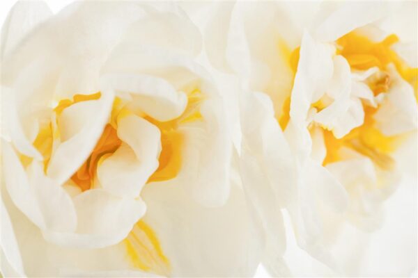 Nartsiss 'Bridal Crown' P9