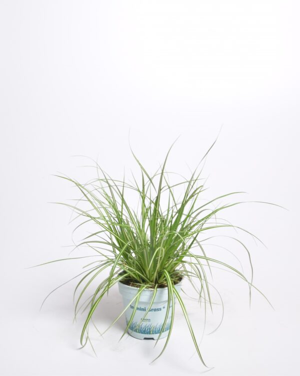 Oshiima tarn 'Evergold' P10,5