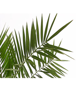 Kanaari datlipalm P21 130cm