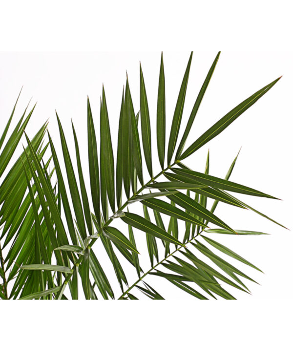 Kanaari datlipalm P21 130cm