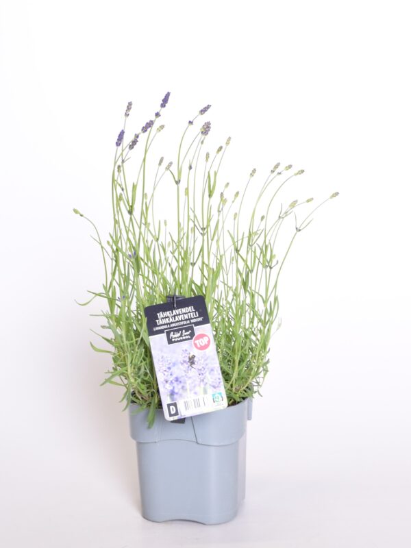 Tähklavendel 'Hidcote' P17 Eestis kasvatatud