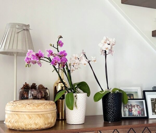 Orhideepott Barcelona Ø13x h15cm must