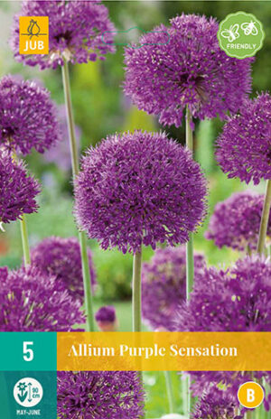 Lauk ‘Purple Sensation’ 5tk
