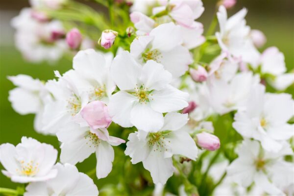 Peensaagjas kirsipuu 'Amanogawa' P26 150-175cm