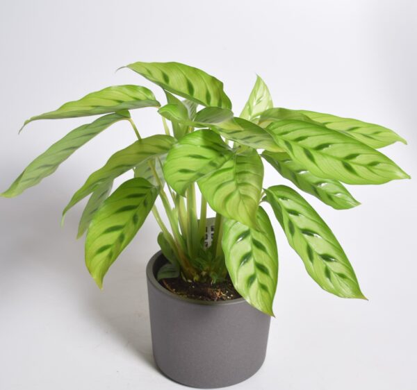 Tiigerlehik P12 (leopardina)