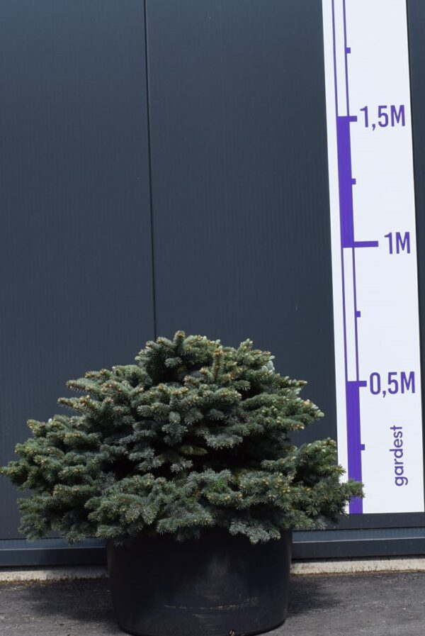 Torkav kuusk 'Glauca Globosa' P100 80-100cm