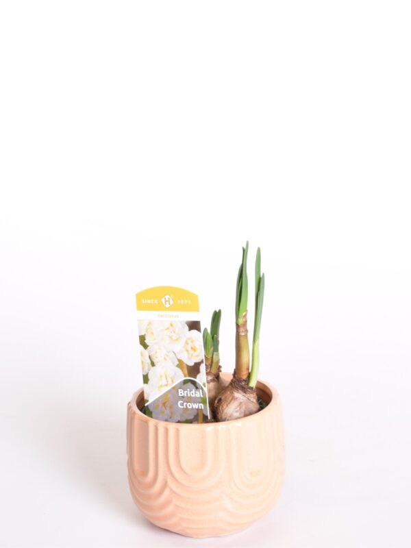 Nartsiss 'Bridal Crown' P9