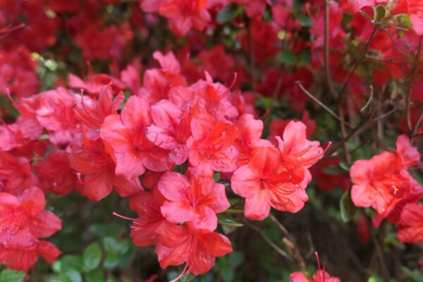 Rododendron 'Stewartstonian' P21 25-30cm
