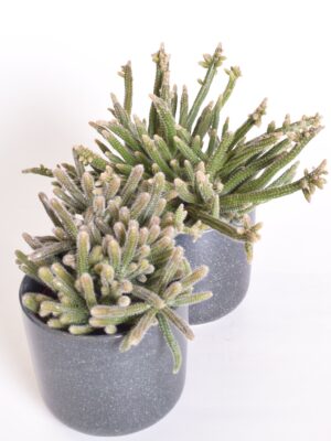 Niitjas helmekaktus ‘Horrida’ P10,5