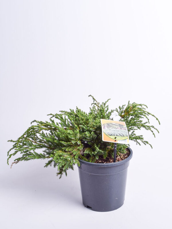 Kirju kadakas 'Blue Carpet P19 30-40cm