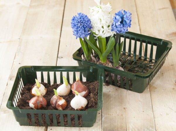 Lillesibulate istutuskorv 3tk/pk 21x25x h7cm