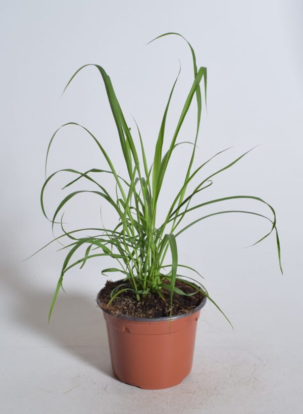 Sidrunhein P12 Eestis kasvatatud