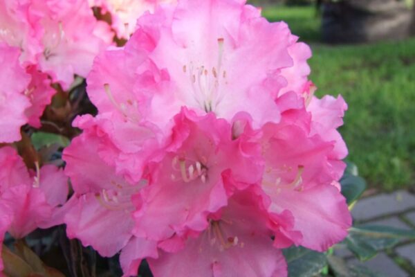 Rododendron 'Royal Rosy' P23 40-50cm