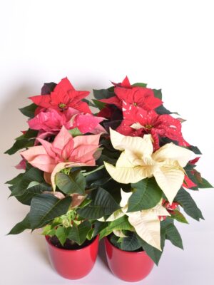 Jõulutäht P12 ekstra 1 õis Eestis kasvatatud