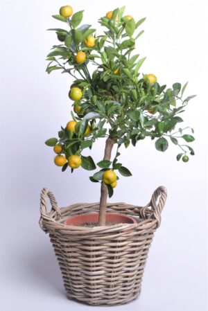 Kalamondiinipuu ‘Oriana’ P19 50cm tüvel