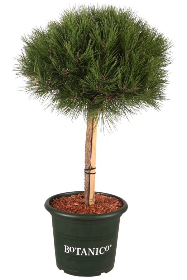 Must mänd 'Marie Bregeon' P28 40cm tüvel