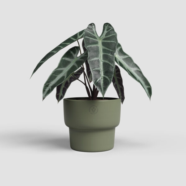 Lillepott Echo High Ø24cm kõrge oliiviroheline